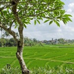 Villa Kouru - Bali Rice Fields