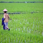 Villa Kouru - Bali Rice Fields Img2