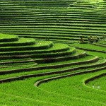Villa Kouru - Bali Rice Terraces