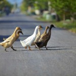 Villa Kouru - Ducks Crossing Road