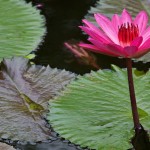 Villa Kouru - Lotus Flower